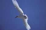Flying Red-tailed tropicbird