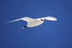 Red-tailed tropicbird above the sea