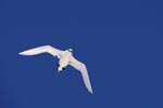 Flying Red-tailed tropicbird on the way over the sea