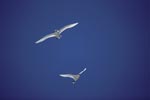 Flying Red-tailed tropicbirds