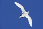 Flying Red-tailed tropicbird 