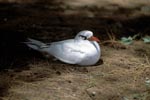 Red-tailed tropicbird on the ground