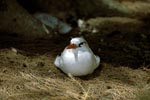 Red-tailed tropicbird on the ground