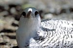 Red-tailed tropic bird chick