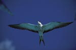 Flying Sooty Tern