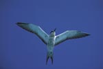 Flying Sooty Tern with wings spread 