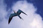 Flying Sooty Tern in flight