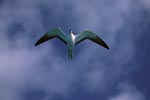 Flying Sooty Tern (Sterna fuscata)