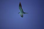 Sooty Tern flies over the sea
