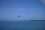 Sooty Tern over the sea