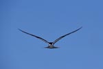 Sooty tern above the sea