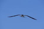 Sooty Tern glides over the sea