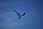 Sooty Tern on the way to Eastern Island
