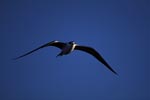 Flying Sooty Tern off Spit Island