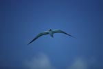 Flying Sooty Tern 