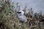 Sooty Tern chick at Eastern Island