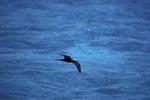Brown Noddy over the sea