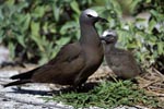 Brown Noddy with chick
