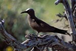 Brown Noddy on the tree