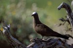 Brown Noddy on the tree