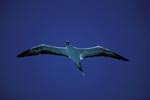 Red-footed Booby over the ocean 