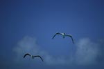 Flying Red-footed Boobys