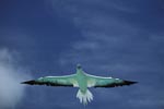 Red-footed Booby glides over the sea