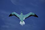 Flying Red-footed Booby 