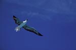 Flying Red-footed Booby