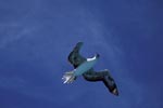 Flying Red-footed Booby