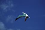 Flying Red-footed Booby (Sula sula)