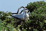 Red-footed Booby with chick