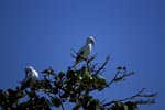 Red-footed Boobys on the tree