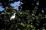 Red-footed Booby on the tree