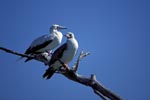 Red-footed Boobys on the tree