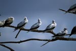 Red-footed Boobies on the tree