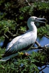 Red-footed Booby on the tree