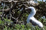 Red-footed Booby chick
