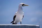 Masked Booby on a Navigation Sign Tower