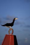 Brown Booby on a buoy