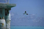 Flying Brown Booby (Sula leucogaster)