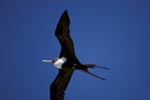 Flying Great Frigatebird