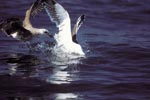 Kelp gulls argue over fish remains