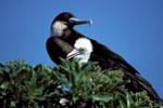Great Frigatebird and Red-footed Booby chick