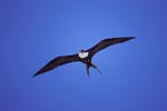 Great Frigatebird hovering over the sea