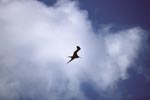 Great Frigatebird against white clouds