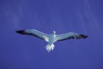 Red-footed Booby on the deep blue midway sky