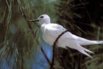 White tern surrounded by a branch