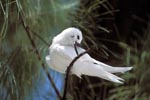 White tern on a midway tree