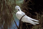 White tern cleans its feathers
